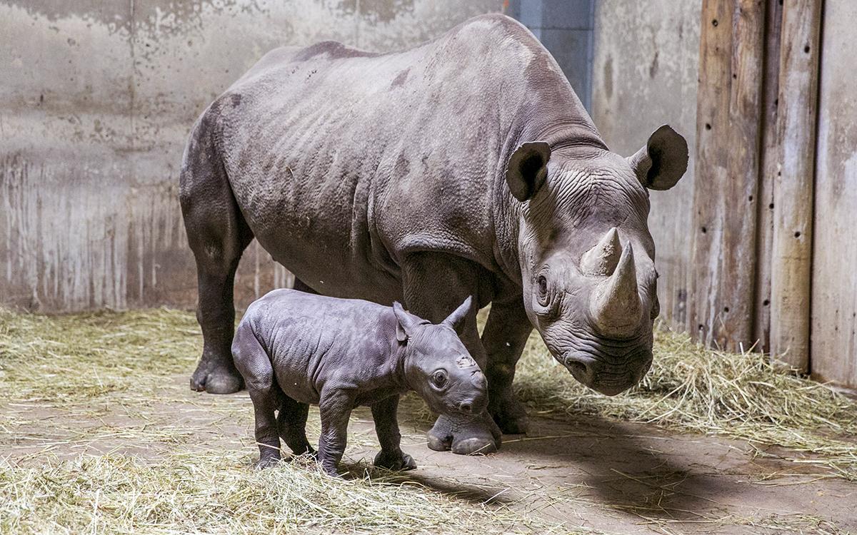 How much does a baby rhino weigh?